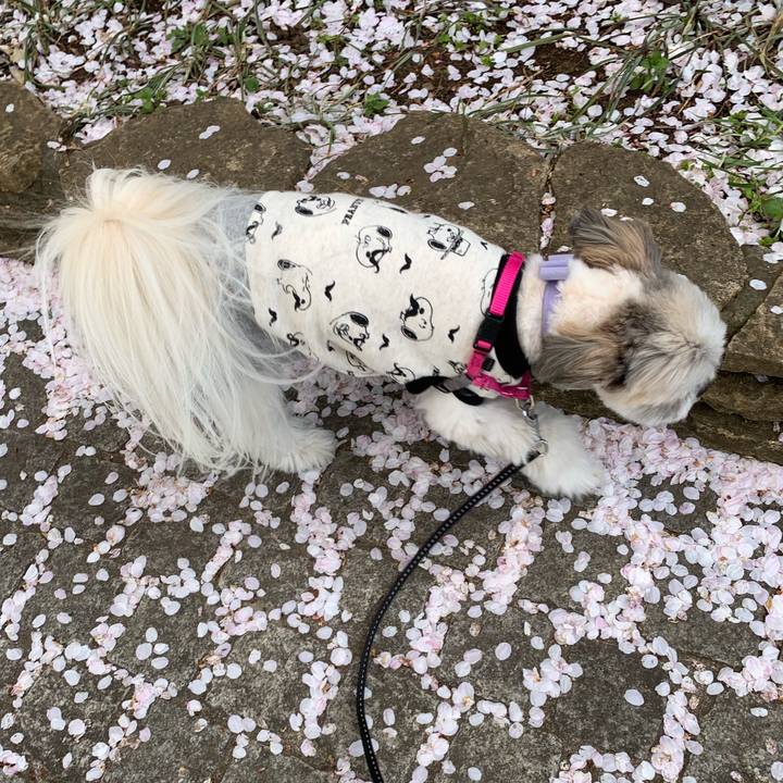 7a56957b da5f 42d2 94f8 3f8c43ec3d92 1554453623366