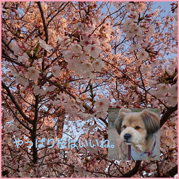 7a56c580 b955 483a 8288 1e68e0fce5a8 1554201721512