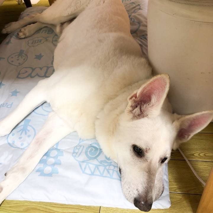 7a587c1e c54d 455d a9ca bc5d85aad1d2 1552815334802