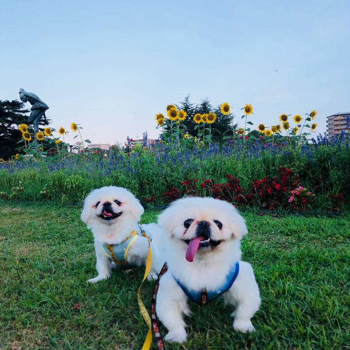 7a59255d 7aa4 4dbb 8440 99e2566cdeb2 1597797901082