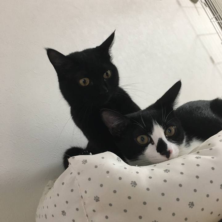 7a5d9f38 6bc6 4b78 bfa1 6565eb728584 1538457276627