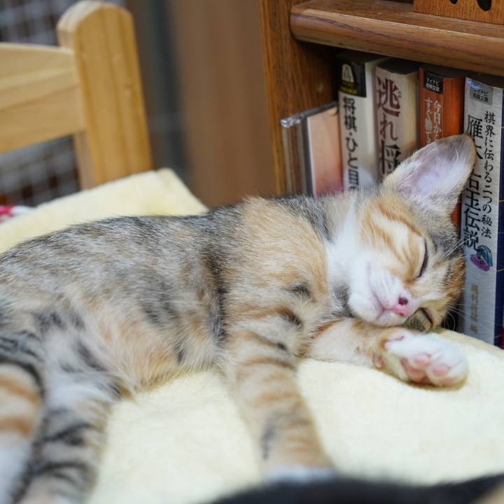 7a5e42b2 2f90 440d 93c2 42186f9d78a8 1619015559217