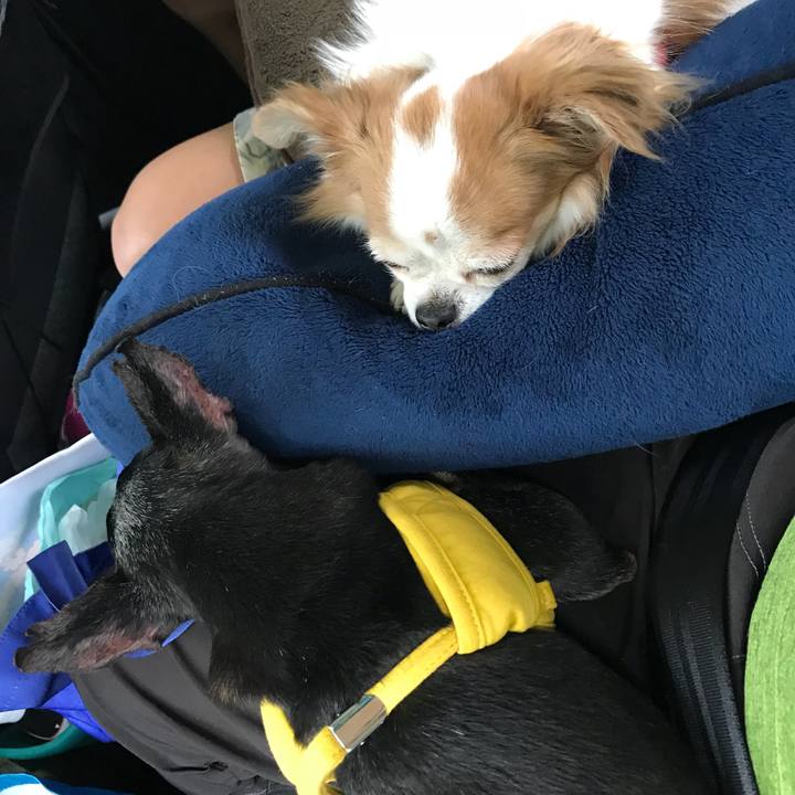 7a5e7dca a53c 4001 b493 08281f995652 1540727011003