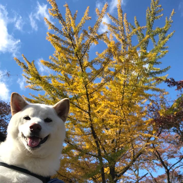 7a5ee286 d02e 4beb afd3 5f3b69389d4a 1541133233706