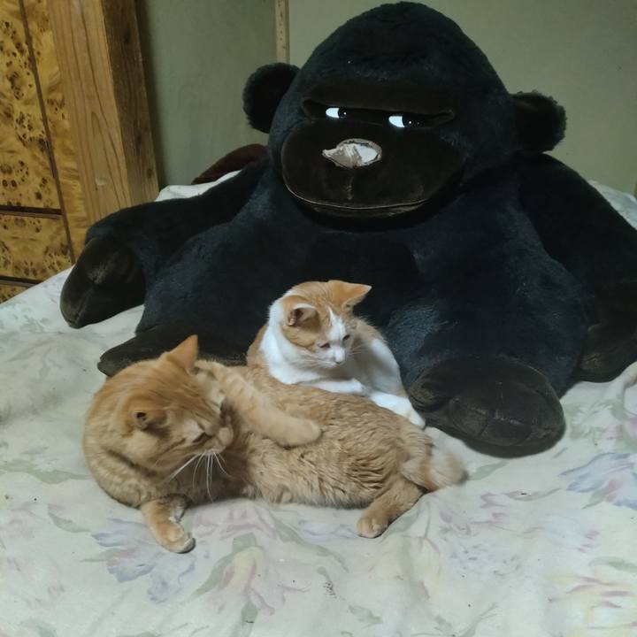 7a617c58 8158 49de 9b44 6cd1bc0646d8 1739878114086