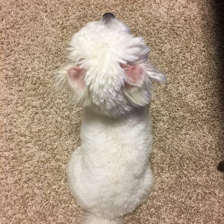 7a62f561 db47 4a91 99f9 a2b224e89668 1512479614955