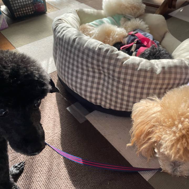 7a6432b4 40cd 4c62 9d68 895031d85a75 1765671002785