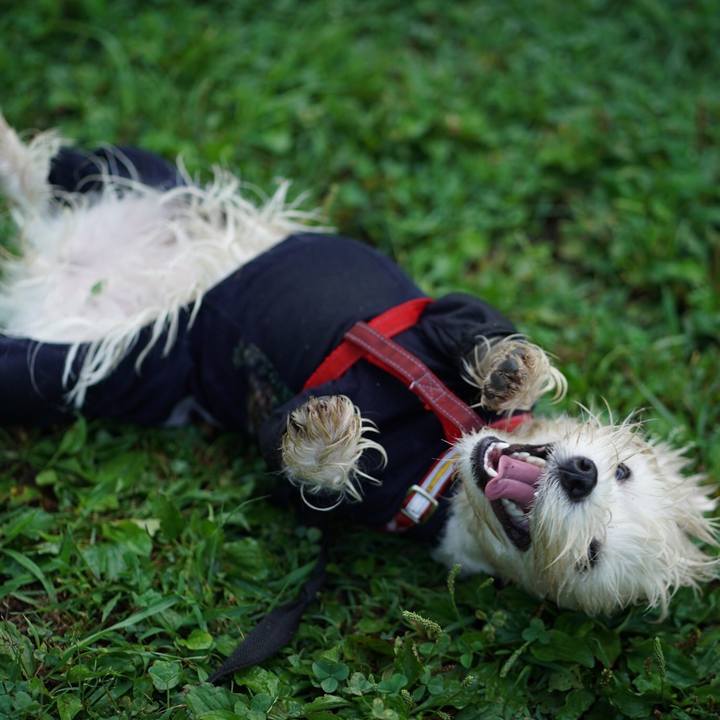 7a76ba86 bb4c 480b b831 0247d3b6c65f 1529659717361