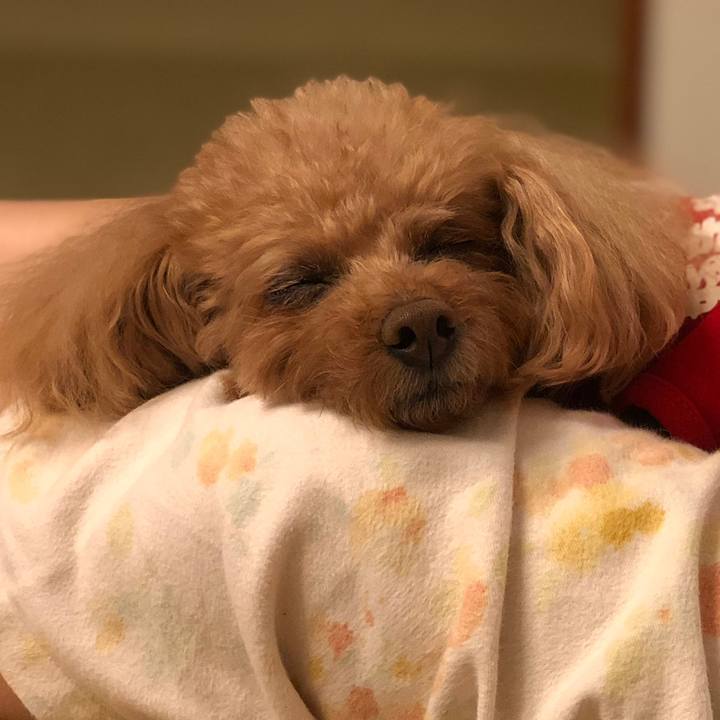 7a773cb7 6d6c 4230 a45e 36120a9a2ed7 1543502366936