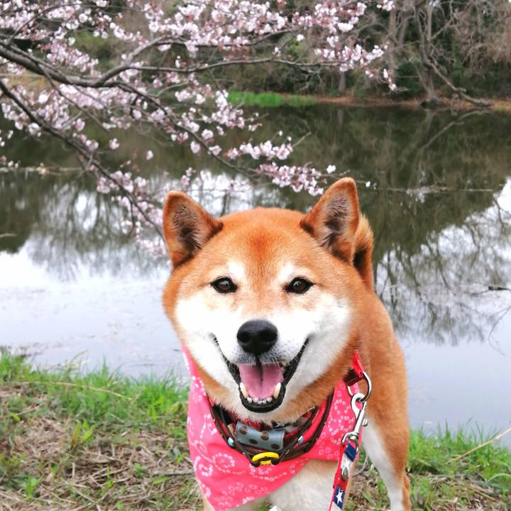 7a77fe64 7431 45aa 8537 7b4dd25d433a 1648600474851