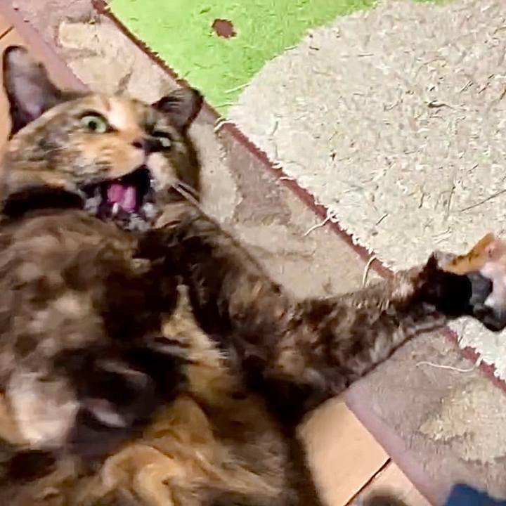 7a781afa 1e14 4d4b 9430 78a46d081d94 1742636187799