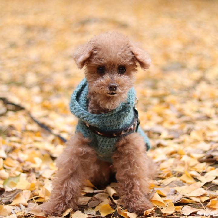 7a7a7239 91c1 4beb 8930 5feaead2e31c 1638712650365