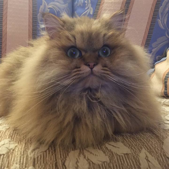 7a7b8cb6 73dc 4cb6 9825 ab641db58620 1550152048340