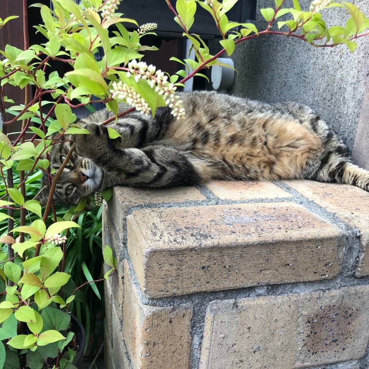 7a808690 9688 406f a3c4 b8046818d9dd 1588468631271