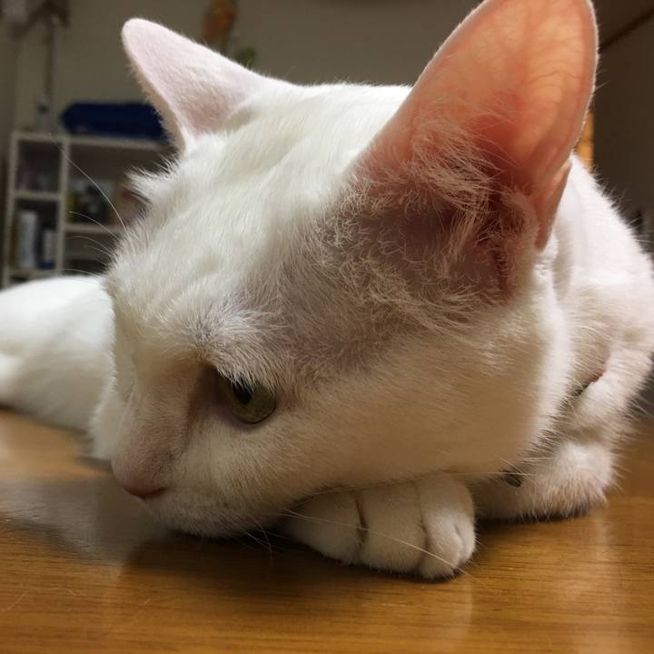 7a823d21 59c6 4a16 a46e 3c2f806d3954 1532349913583