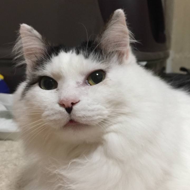 7a83bfdd 1944 4a60 93fc a9d0dfaf3546 1509976293709