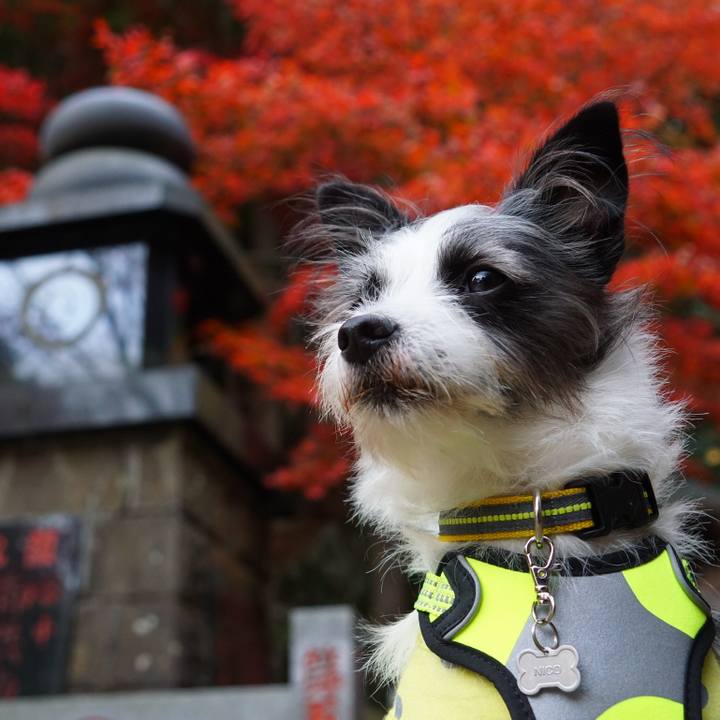 7a8455a7 51df 4554 ba78 3c216bacb714 1542550369416