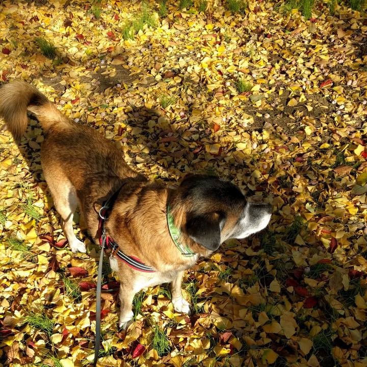 7a867c1c 3650 48c1 91ee 57230d1e5d2a 1510361930570