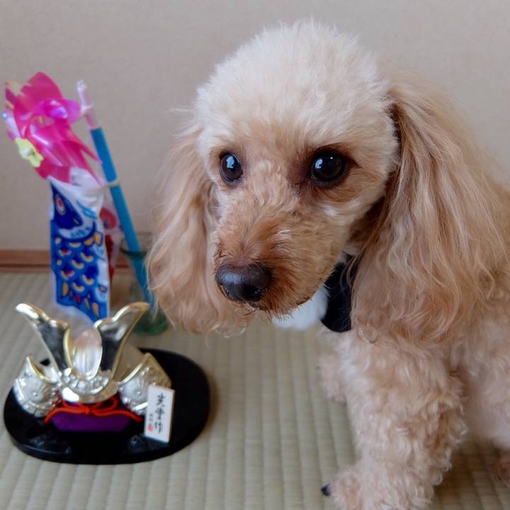 7a8816f1 bb5b 462f b3e9 9766c7c2fd6b 1525474782596