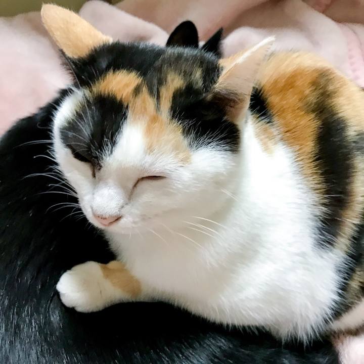 7a8a28a3 4bfd 44ea a839 b872794956cc 1511611359605