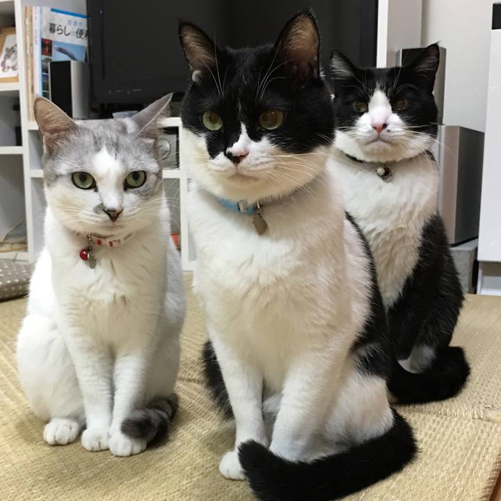 7a91a986 c46d 418e afd5 62f5d34d2030 1512987508927