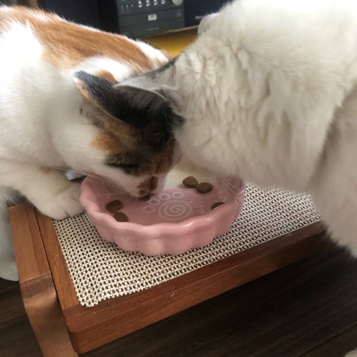 7a95ba34 59ef 4267 875e d58b05c442e4 1605326576829