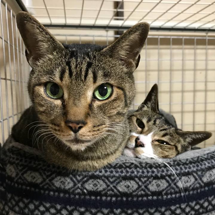 7a96b742 5f3c 47cc b005 b13b3d2924ca 1520386433202