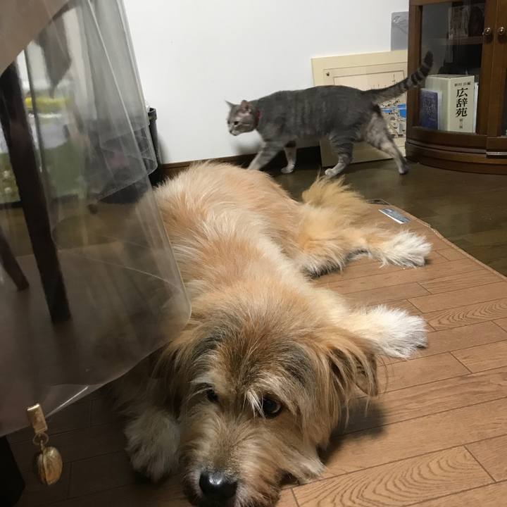 7a9bcbae 8c7c 4c4c b06d eea5ca7acb23 1569329051941