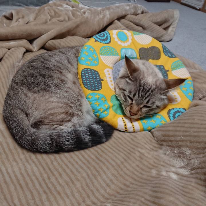 7a9d71cf c62f 4809 87bb f6a852408703 1515947417574