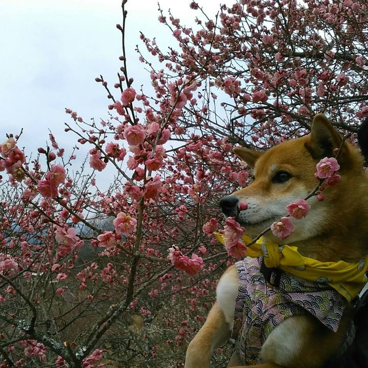 7a9fdcb6 9c15 4140 b697 c411c52fd773 1519545041564