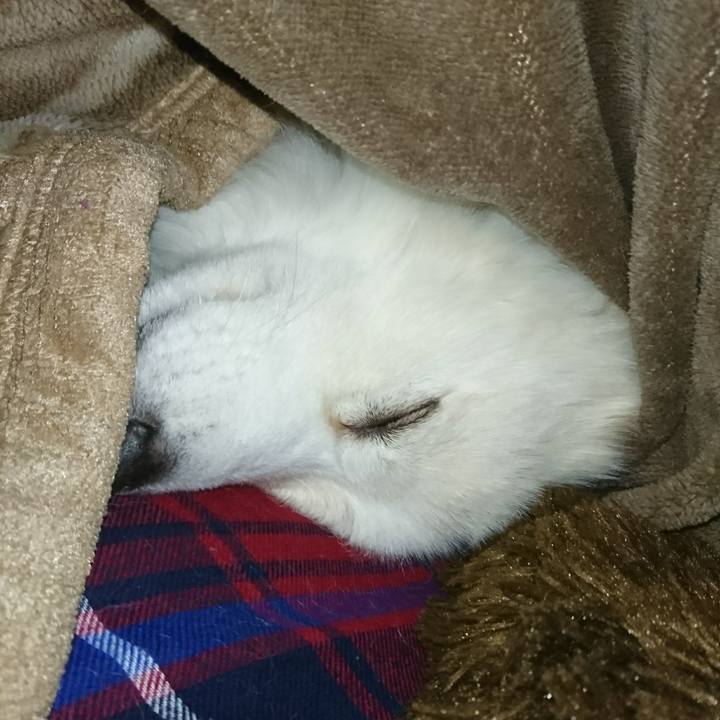 7aa52600 bda7 4f9f afad 45366dcbc539 1512418010284