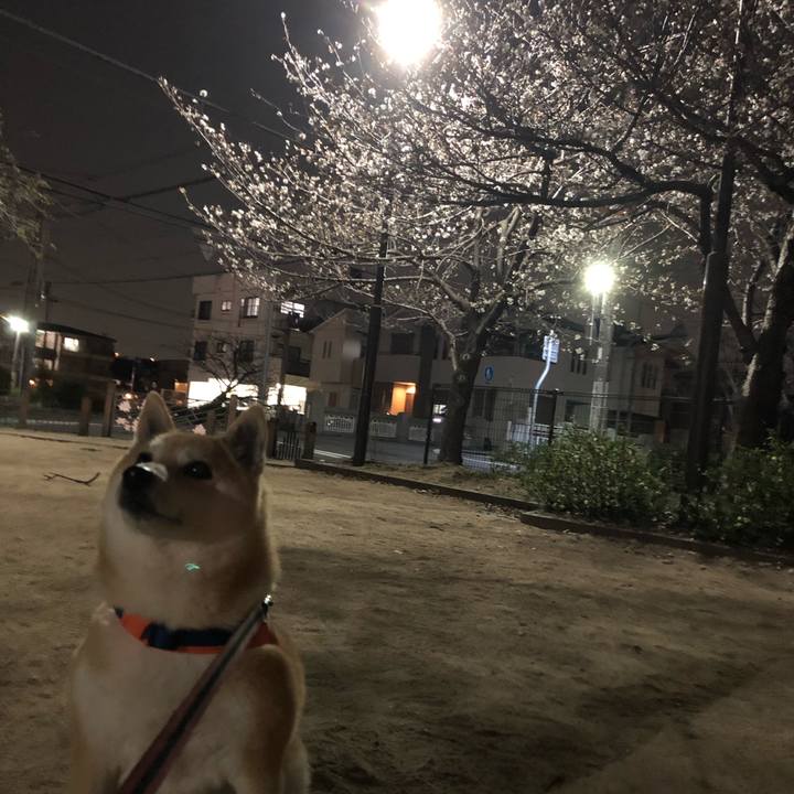 7aa632c4 041f 4c2f a31d f932eeab8d07 1553640478981