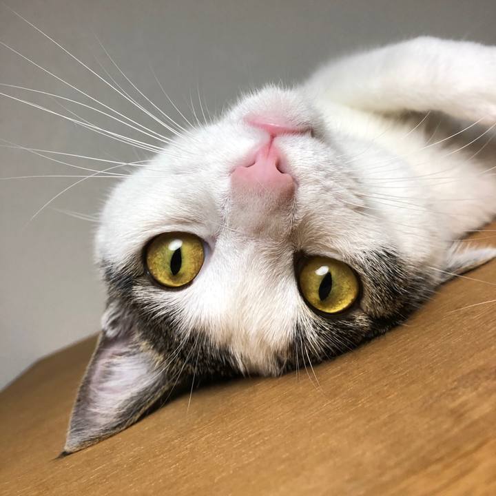 7aa6d31b 617d 43ae 8b1f e375b4e15617 1596373441863