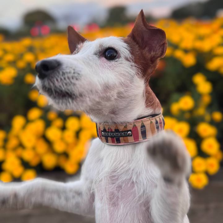 7aa76e13 4b72 4403 a292 acd270b5ee9b 1760358672370