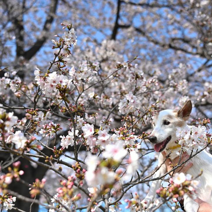 7aa9a1e8 1401 4f0e 971d c5cd71006a57 1774872969596