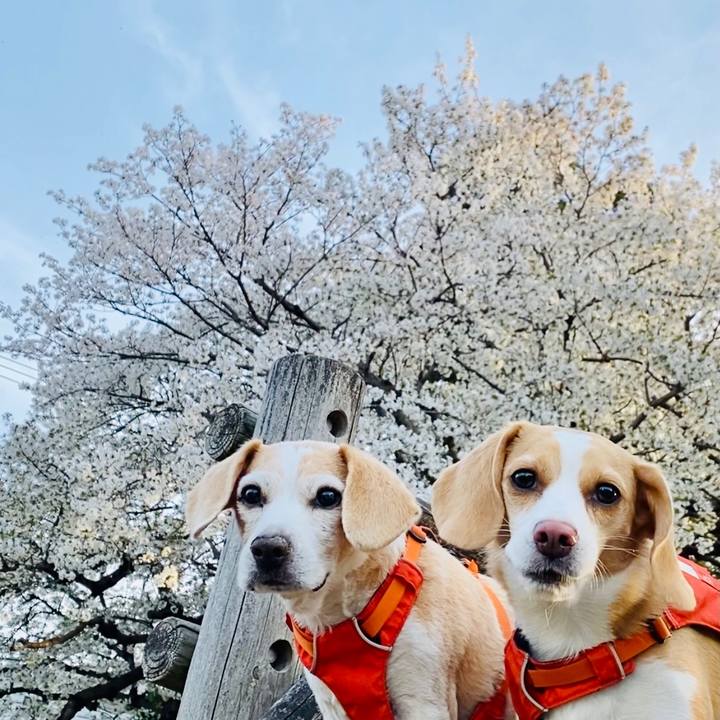 7aa9b9d3 38ee 455b a871 52c40a7166bf 1617267169229