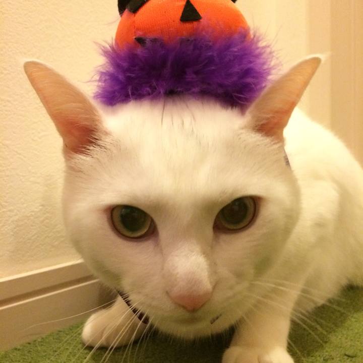 7aaab042 0416 435c b430 33ff1b04987d 1507969272931