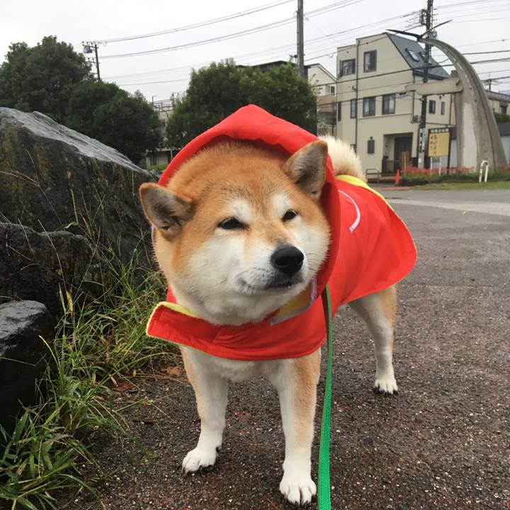 7aaf3b6a 35c5 4ceb 97db 2b104eef4873 1602230367136