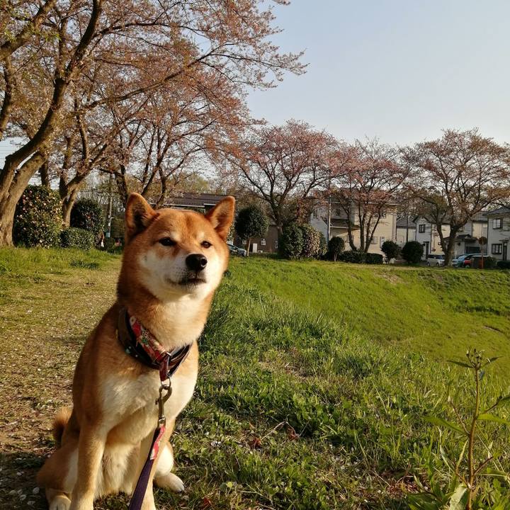 7ab0dd01 2771 46e2 829e f1bf04a6e7dc 1586339878689