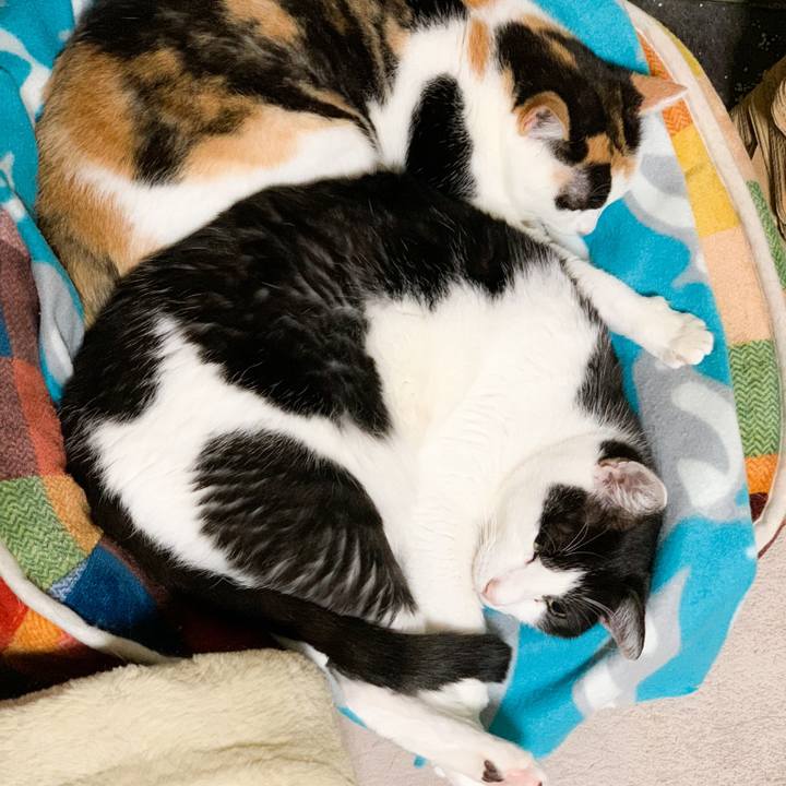 7ab289ac 520c 4515 8373 0be6df922120 1574386784964