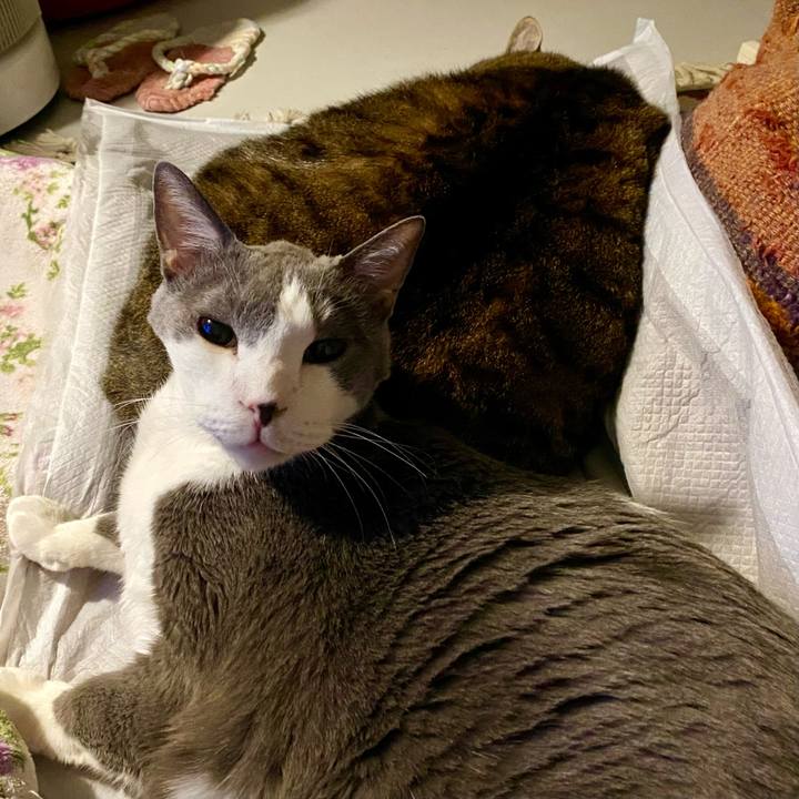 7ab40917 6377 4641 be72 3211da84d7f5 1766847716030