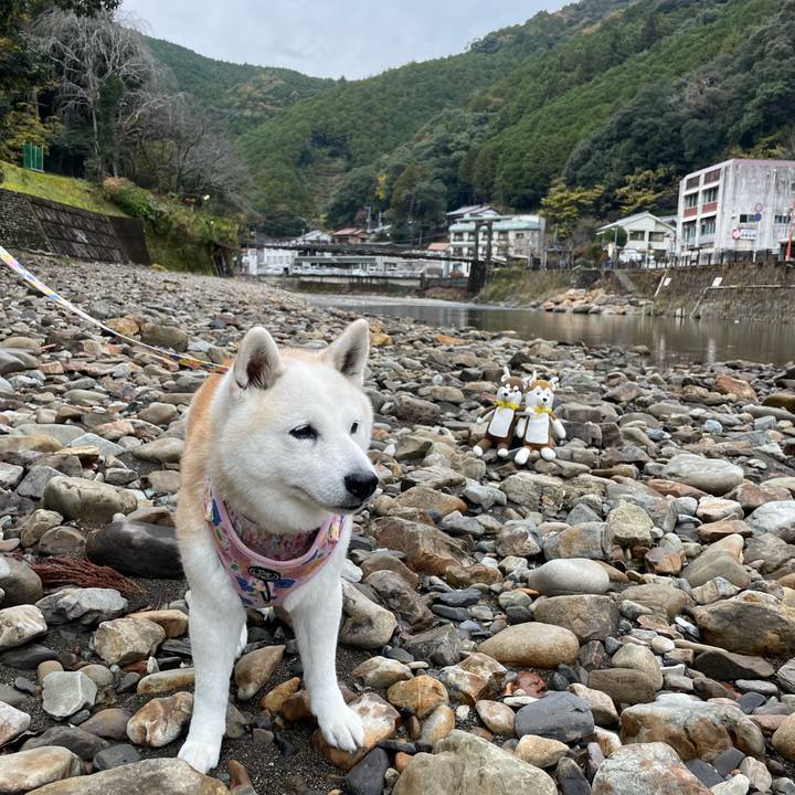 7ab5c723 8194 4d4a b31d 37fc8aea275b 1669190215774