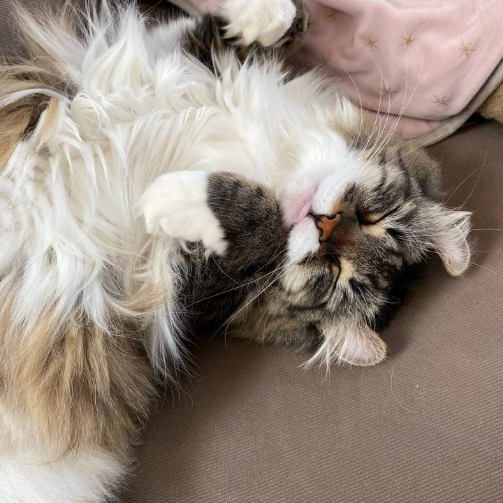 7abc9d19 45cb 427c beee 5c9fef20dfb0 1587527788809