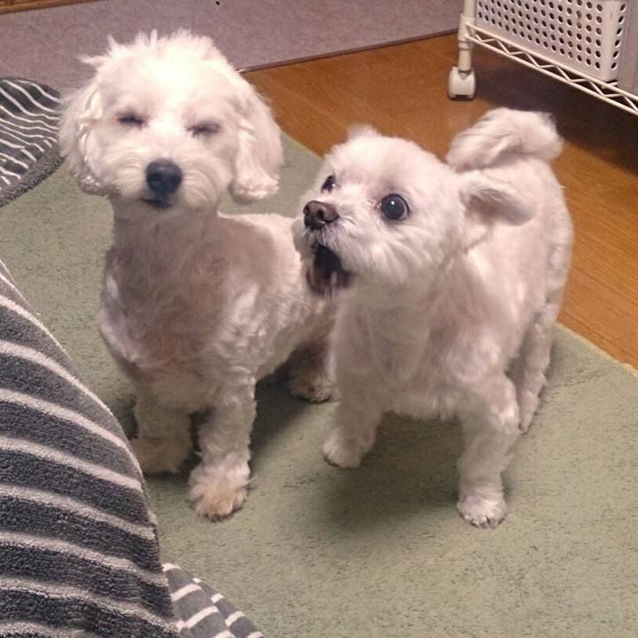 7ac061ea b88c 43f0 86c0 b5d84d2b808a 1507854749723