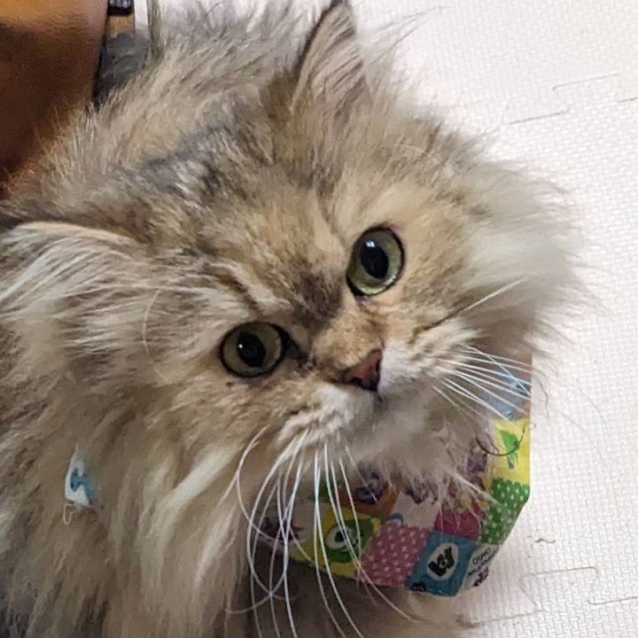 7ac27dcb ac61 4d40 95c6 974970481262 1710890966886