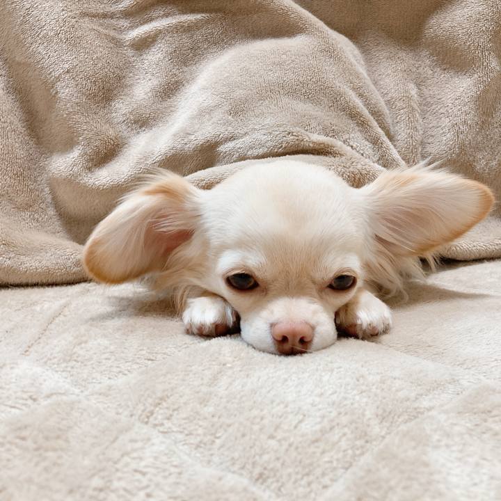 7ac39c14 1100 48e9 8a87 228c22f45917 1616655960280