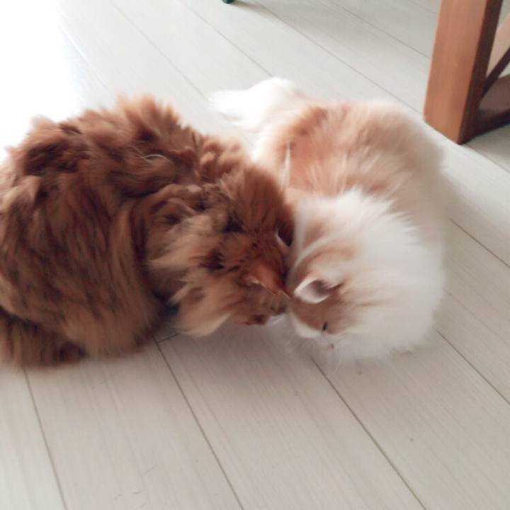 7ac45558 7cf9 4adc a178 fbf1d74b812f 1509834360069