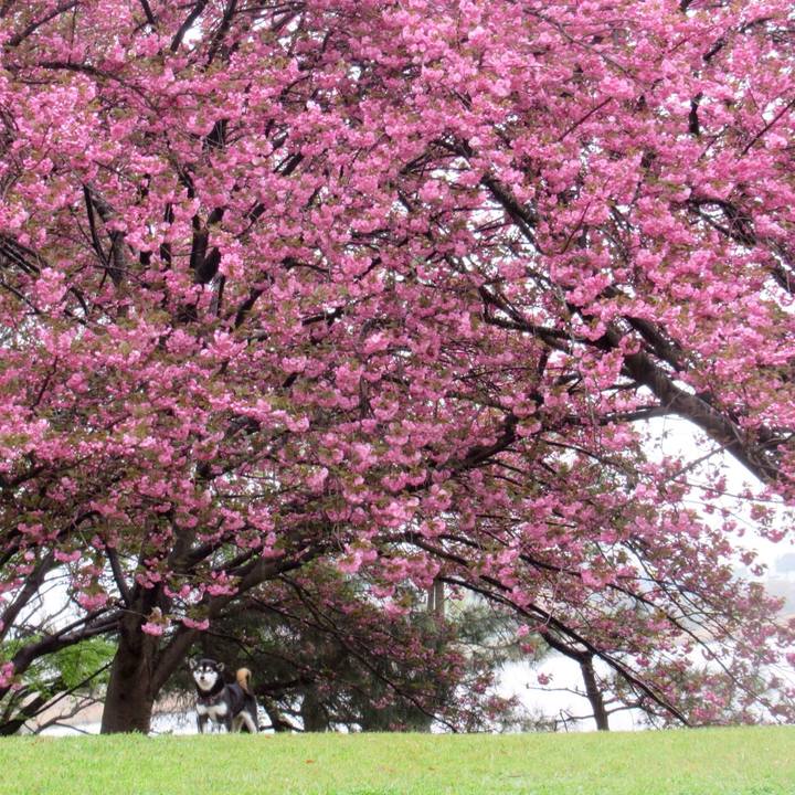 7ac4ddb1 2cc2 44a4 b5d0 e694ae2e2d4c 1556496606782