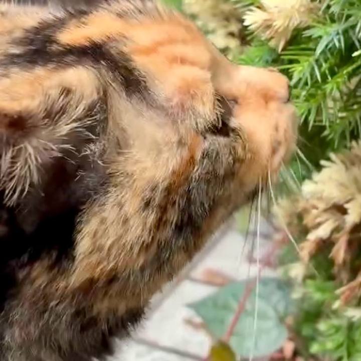 7ac4ec88 d907 46a4 8689 f029a3cb26db 1752029784868