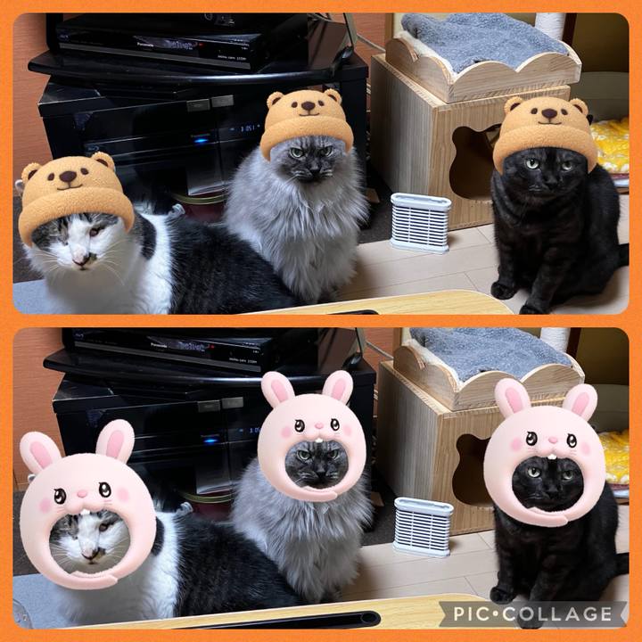 7ac5341d e584 4ea9 9141 37aaba7bb9ba 1722250604024